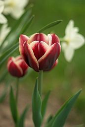 Тюльпан (Tulipa)