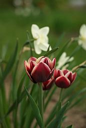 Тюльпан (Tulipa)
