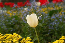 Тюльпан (Tulipa)