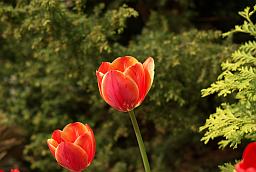 Тюльпан (Tulipa)