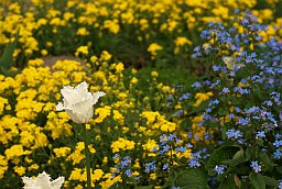 Тюльпан, незабудка, желтушник