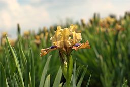 Ирис / Касатик (Iris)