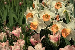 Нарцисс (Narcissus)