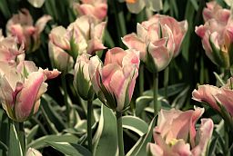 Тюльпаны