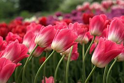 Тюльпаны