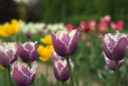 Тюльпаны