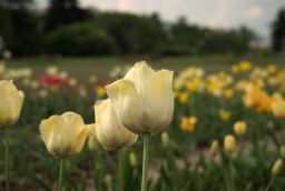 Тюльпаны