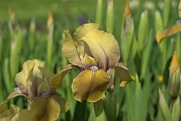 Ирис (Iris)