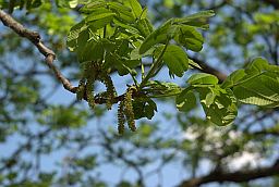 Орех маньчжурский (Juglans mandshurica)