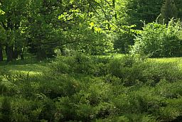 Минский ботанический сад