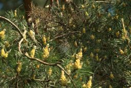 Птенец дрозда-рябинника (Turdus pilaris)