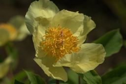 Пион (Paeonia)