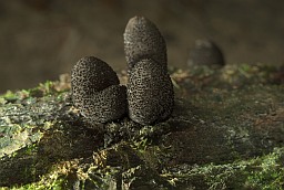 Ксілярыя шматстайная (Xylaria polymorpha)