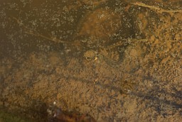 Вуж звычайны (Natrix natrix)