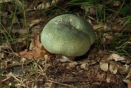 Сыраежка зелянявая (Russula virescens)