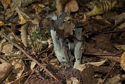 Вароначнік ражкавісты (Craterellus cornucopioides)
