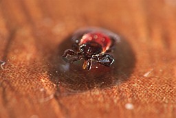 Сабачы клешч (Ixodes ricinus)