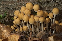 Гнаявік мігатлівы (Coprinellus micaceus)
