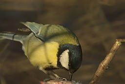 Вялікая сініца (Parus major)