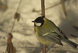 Вялікая сініца (Parus major)