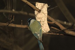 Блакітніца звычайная (Cyanistes caeruleus)
