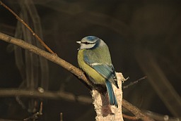 Блакітніца звычайная (Cyanistes caeruleus)