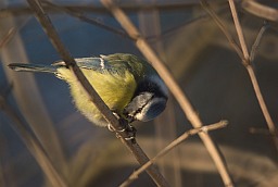Блакітніца звычайная (Cyanistes caeruleus)