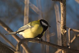 Вялікая сініца (Parus major)
