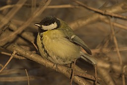Вялікая сініца (Parus major)