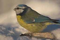 Блакітніца звычайная (Cyanistes caeruleus)