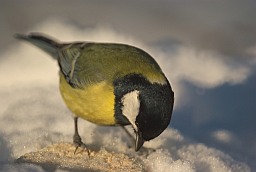 Вялікая сініца (Parus major)