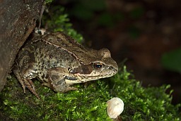 Травяная лягушка (Rana temporaria)