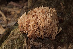 Клавикорона коробчатая (Artomyces pyxidatus)
