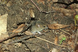 Мышонок (Mus musculus)