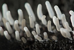 Арцирия обнажённая? (Arcyria denudata)