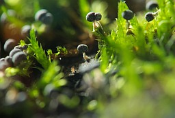 Физарум поникающий (Physarum nutans)