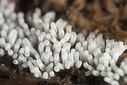 Цератиомикса кустарничковая? (Ceratiomyxa fruticulosa)