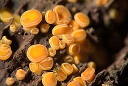 Аскоболус? (Ascobolus lignatilis)