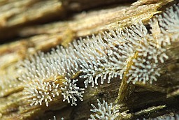 Цератиомикса кустарничковая (Ceratiomyxa fruticulosa)