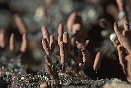 Стемонитопсис? (Stemonitopsis typhina)