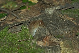 Домовая мышь (Mus musculus)