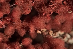 Арцирия обнажённая (Arcyria denudata)