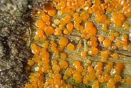 Миладина желточноцветная (Miladina lecithina)