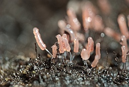 Стемонитопсис (Stemonitopsis typhina)