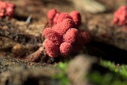 Арцирия обнажённая (Arcyria denudata)