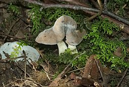 Лопастник (Helvella latispora?)