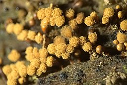 Арцирия яблоковидная (Arcyria pomiformis)