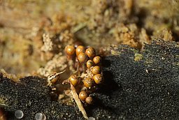 Арцирия яблоковидная (Arcyria pomiformis)