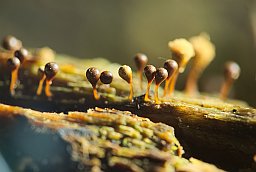 Арцирия яблоковидная (Arcyria pomiformis)