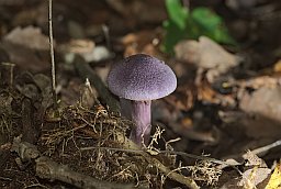 Паутинник фиолетовый (Cortinarius violaceus)